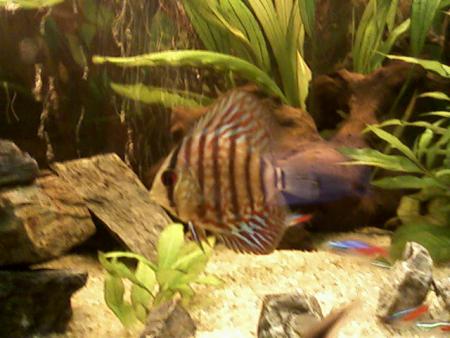 un de mes discus!!!